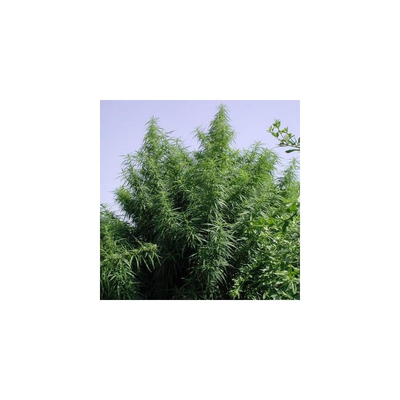 TROPICAL MIX · Ace Seeds · semillas de marihuana · Fem