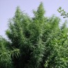 TROPICAL MIX · Ace Seeds · graines de cannabis  · Fem