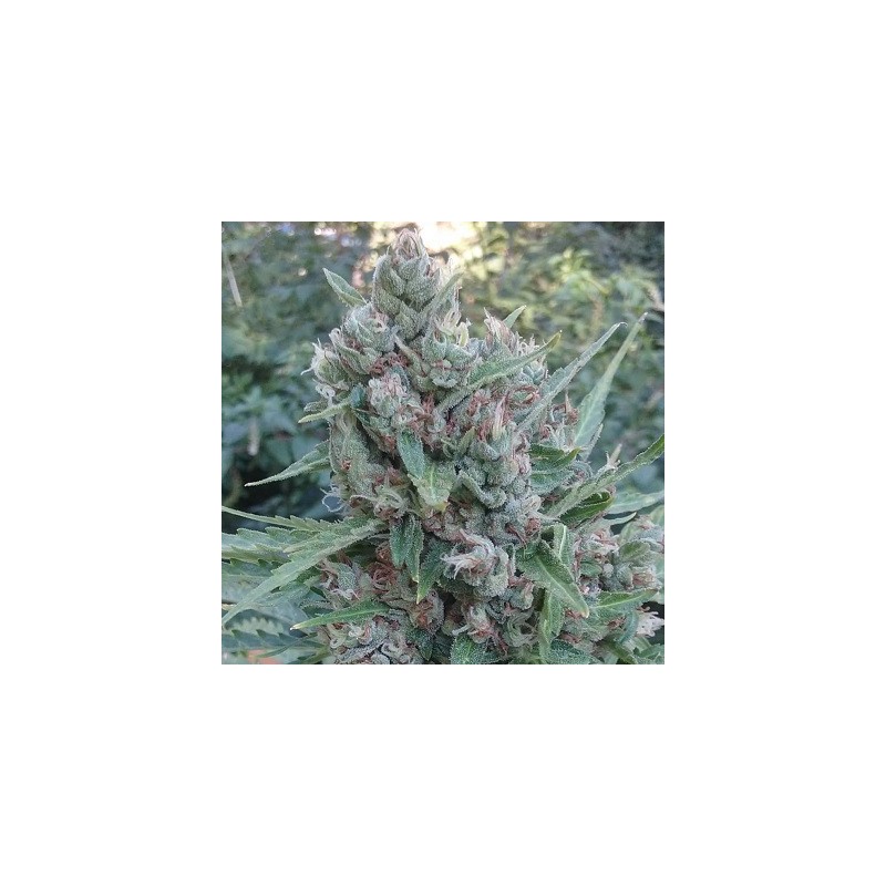 AUTO ZAMALDELICA · Ace Seeds · kenevir tohum · Disi  · Auto Fem