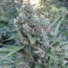 AUTO ZAMALDELICA · Ace Seeds · graines de cannabis  · Auto Fem
