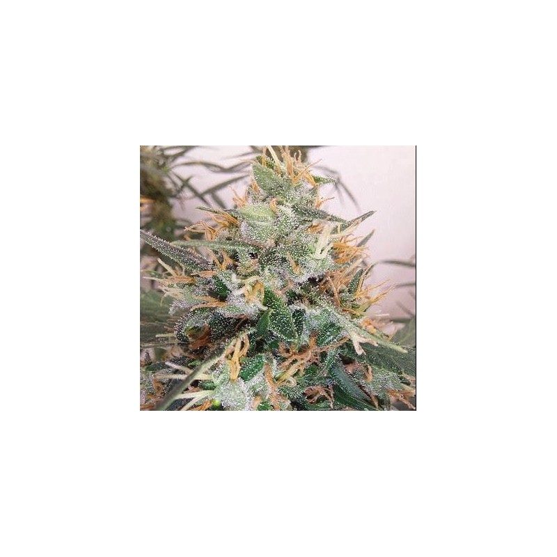 PANAMA A5 HAZE · Ace Seeds · graines de cannabis  · Fem