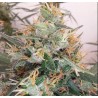 PANAMA A5 HAZE · Ace Seeds · graines de cannabis  · Fem