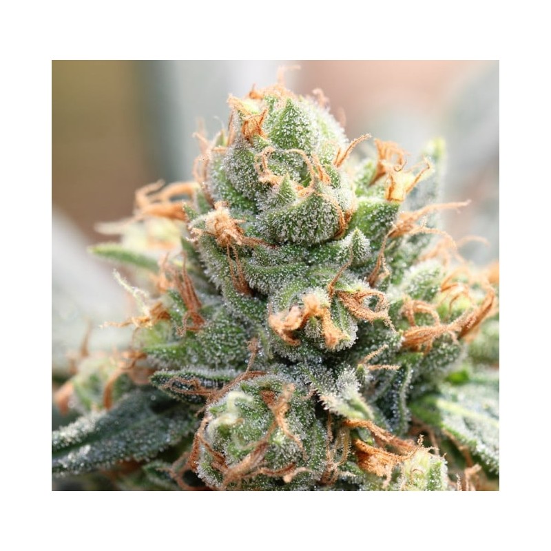 HASH TONIC · Ace Seeds · graines de cannabis  · Fem