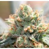HASH TONIC · Ace Seeds · semillas de marihuana · Fem