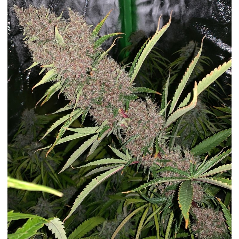 MALAWI X PCK · Ace Seeds · graines de cannabis  · Fem