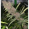 MALAWI X PCK · Ace Seeds · graines de cannabis  · Fem