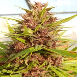 MALAWI X PCK · Ace Seeds · graines de cannabis  · Fem