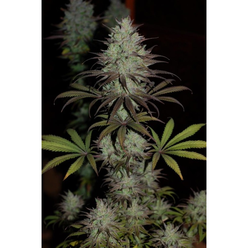 CBD 1 · Ace Seeds · graines de cannabis  · Fem