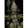 CBD 1 · Ace Seeds · kaufen cannabis samen · Fem