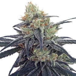 CBD 1 · Ace Seeds · semi di canapa · Fem