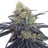 CBD 1 · Ace Seeds · graines de cannabis  · Fem