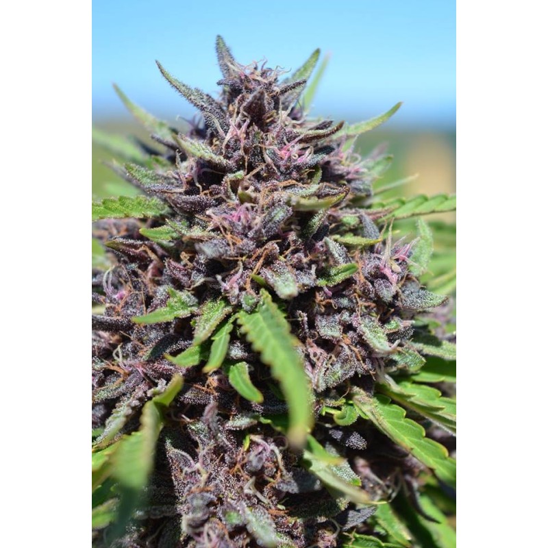 PANAMA X PCK · Ace Seeds · cannabis seeds · Fem