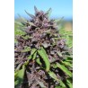 PANAMA X PCK · Ace Seeds · graines de cannabis  · Fem