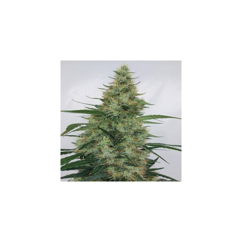 SUPER PANAMA HAZE · Ace Seeds · sementes de maconha  · Fem