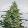 SUPER PANAMA HAZE · Ace Seeds · sementes de maconha  · Fem