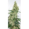 SUPER PANAMA HAZE · Ace Seeds · sementes de maconha  · Fem
