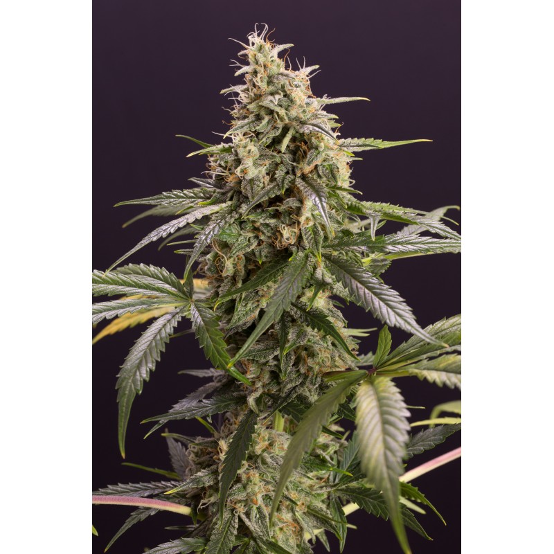 CHEM-BOMB AUTO · Humboldt Seeds Organization · kaufen cannabis samen  · AutoFem