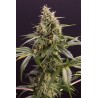 CHEM-BOMB AUTO · Humboldt Seeds Organization · kaufen cannabis samen  · AutoFem