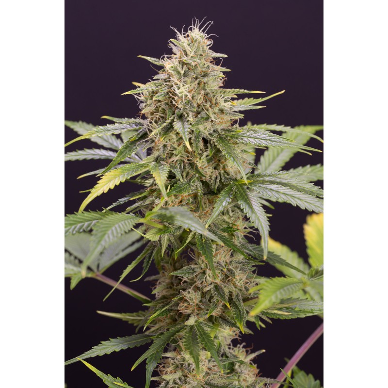 CHOCOLATE MINT OG AUTO · Humboldt Seeds Organization · kaufen cannabis samen  · AutoFem