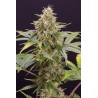 CHOCOLATE MINT OG AUTO · Humboldt Seeds Organization · semillas de marihuana  · AutoFem