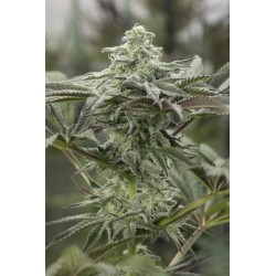 LEMON CITRON · Humboldt...