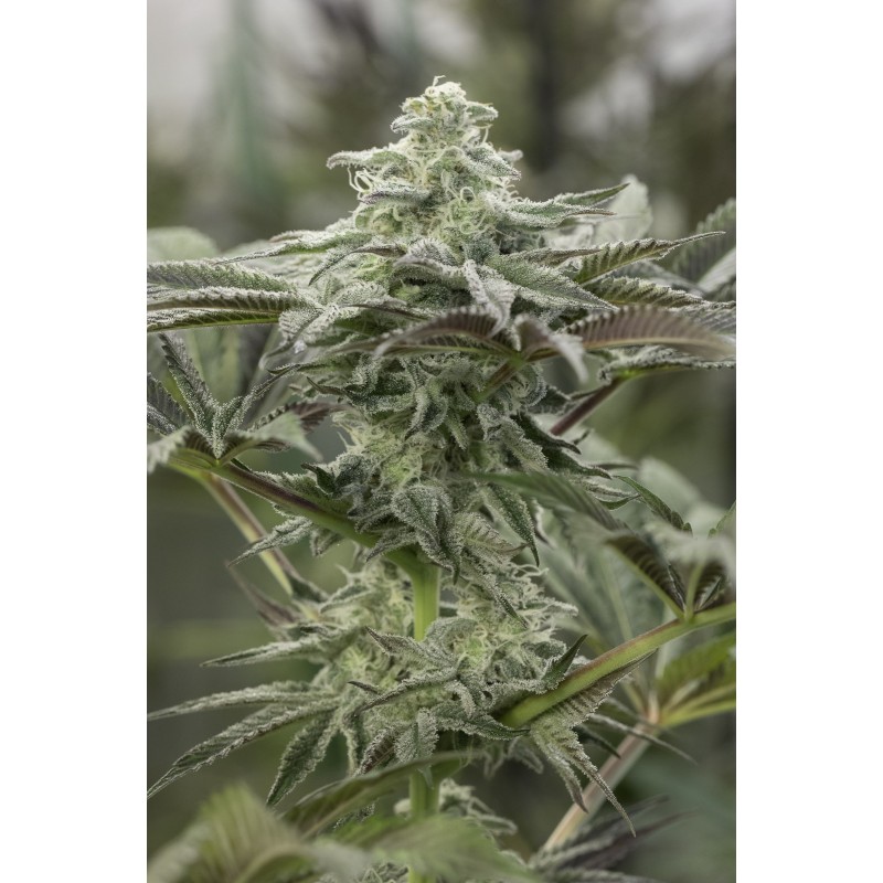LEMON CITRON · Humboldt Seeds Organization · cannabis seeds · Fem