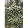 LEMON CITRON · Humboldt Seeds Organization · semillas de marihuana  · Fem