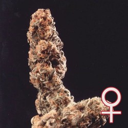 AFGHANI SPECIAL ·...