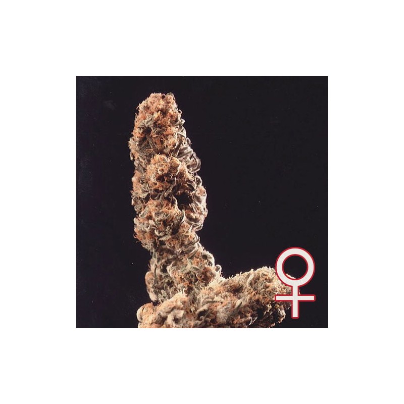 AFGHANI SPECIAL · K.C.Brains Seeds cannabis seeds · kenevir tohum · Disi · Fem