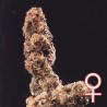AFGHANI SPECIAL · K.C.Brains Seeds cannabis seeds · graines de cannabis · Fem