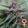 BAHIA BLACK HEAD · K.C.Brains Seeds cannabis seeds · cannabis samen · Fem