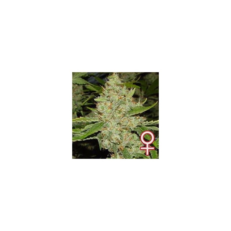 BRAINS CHOICE · K.C.Brains Seeds cannabis seeds · graines de cannabis · Fem
