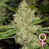 BRAINS CHOICE · K.C.Brains Seeds cannabis seeds · kaufen cannabis samen · Fem
