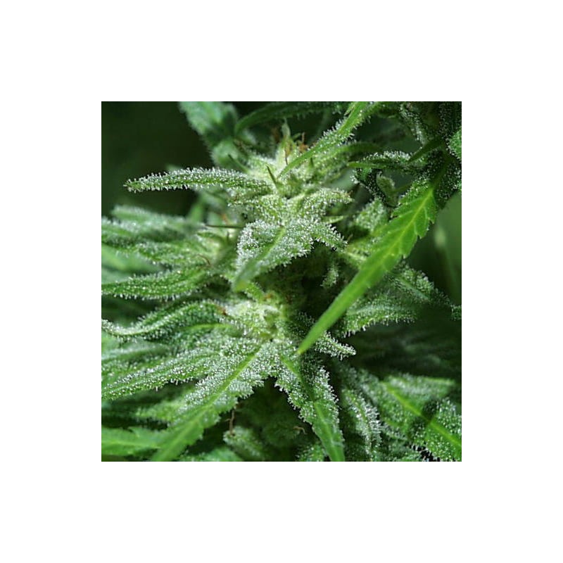 BRAINS DAMAGE · K.C.Brains Seeds · graines de cannabis · Fem