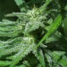 BRAINS DAMAGE · K.C.Brains Seeds · graines de cannabis · Fem