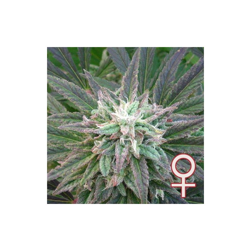 BRAINS ESCAPE · K.C.Brains Seeds · graines de cannabis · Fem