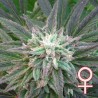 BRAINS ESCAPE · K.C.Brains Seeds · sementes de maconha · Fem
