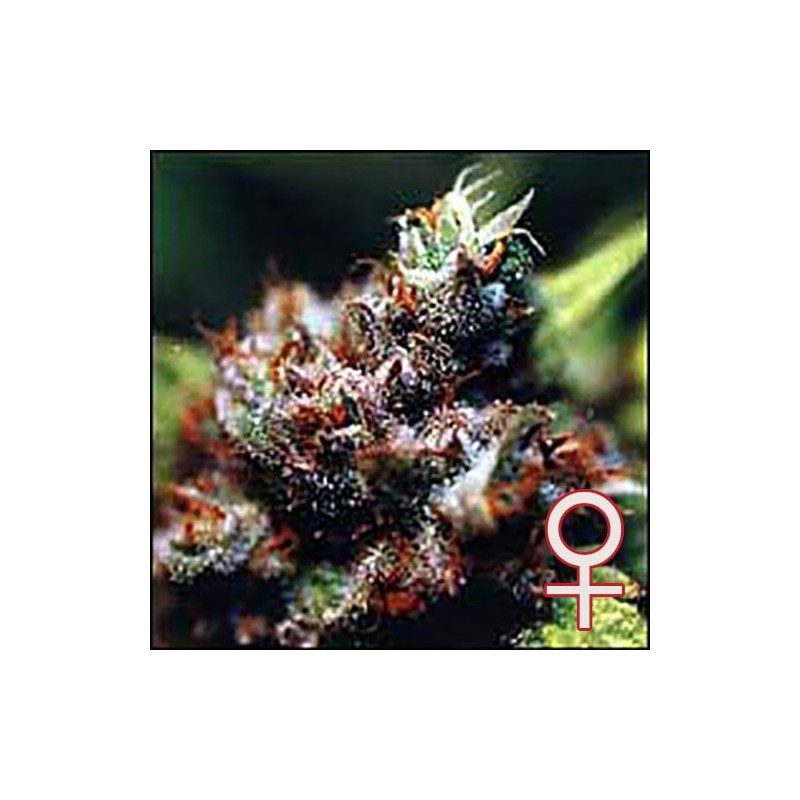 BRASIL · K.C.Brains Seeds · graines de cannabis · Fem