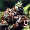 BRASIL · K.C.Brains Seeds · kenevir tohum · Disi · Fem