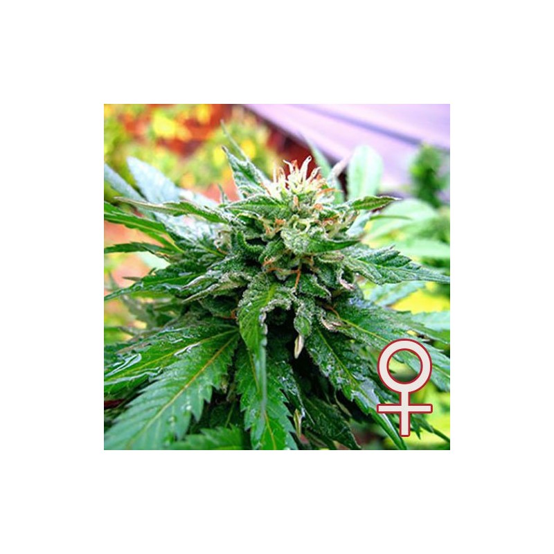 CALIFORNIA SPECIAL · K.C.Brains Seeds · graines de cannabis · Fem