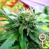 CALIFORNIA SPECIAL · K.C.Brains Seeds · semillas de marihuana · Fem