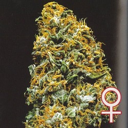 CRISTAL PARADISE · K.C.Brains Seeds · cannabis seeds · Fem