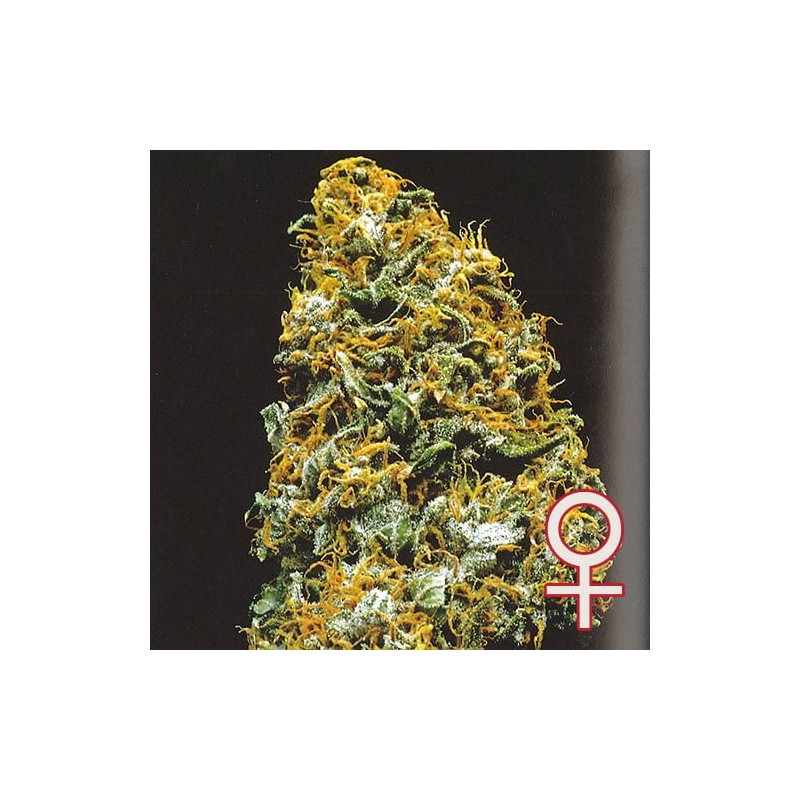 CRISTAL PARADISE · K.C.Brains Seeds · cannabis seeds · Fem
