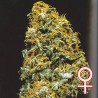 CRISTAL PARADISE · K.C.Brains Seeds · cannabis seeds · Fem