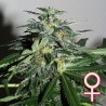CYBER CRISTAL · K.C.Brains Seeds · cannabis samen · Fem