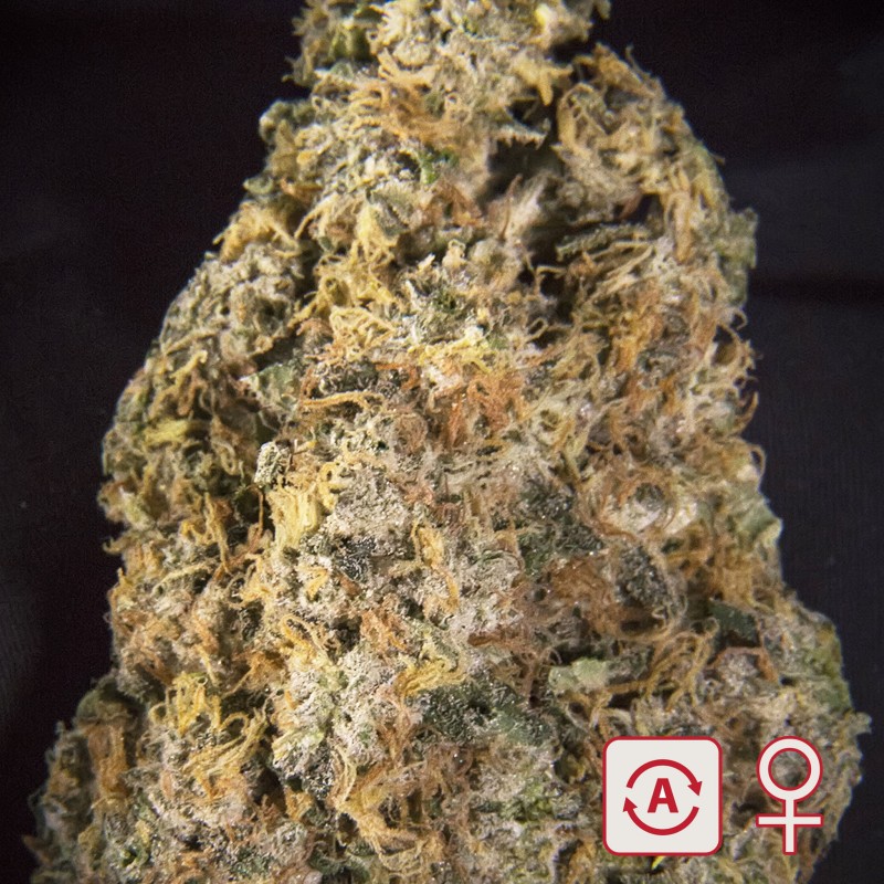 DIAMOND QUEEN KUSH AUTO · K.C.Brains Seeds · kaufen cannabis samen · AutoFem