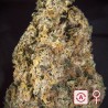 DIAMOND QUEEN KUSH AUTO · K.C.Brains Seeds · kenevir tohum · Disi · AutoFem