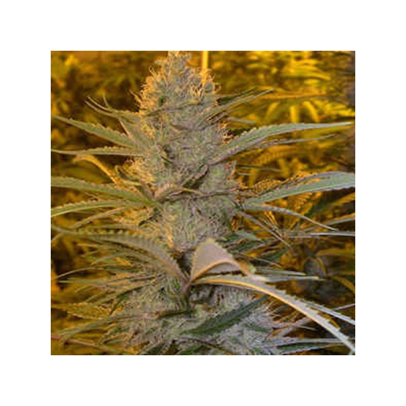 DOUBLE D · K.C.Brains Seeds · kaufen cannabis samen · Fem