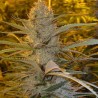 DOUBLE D · K.C.Brains Seeds · kaufen cannabis samen · Fem