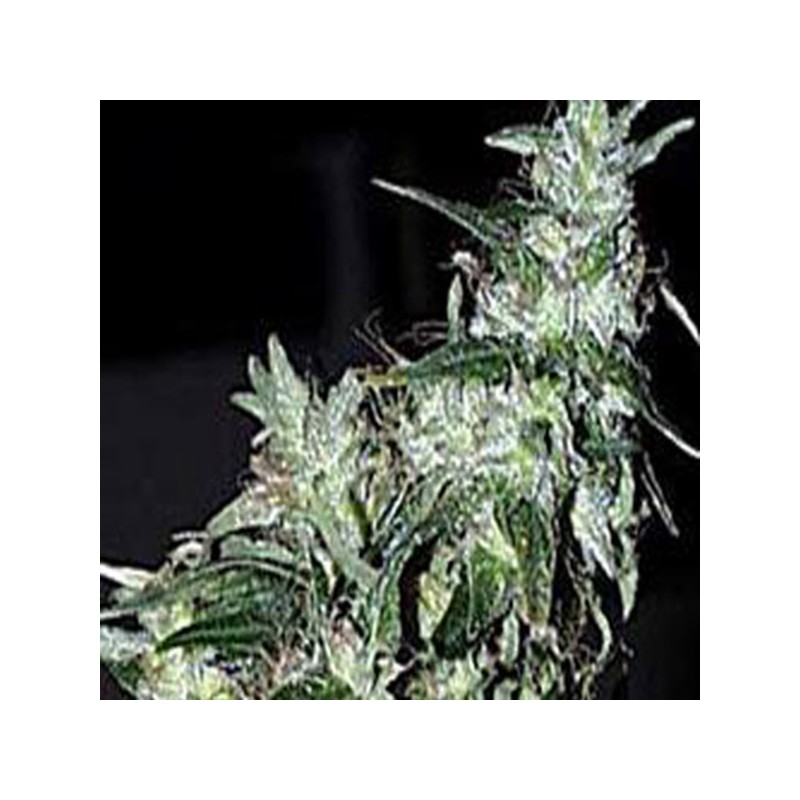 HAZE SPECIAL · K.C.Brains Seeds · graines de cannabis · Fem